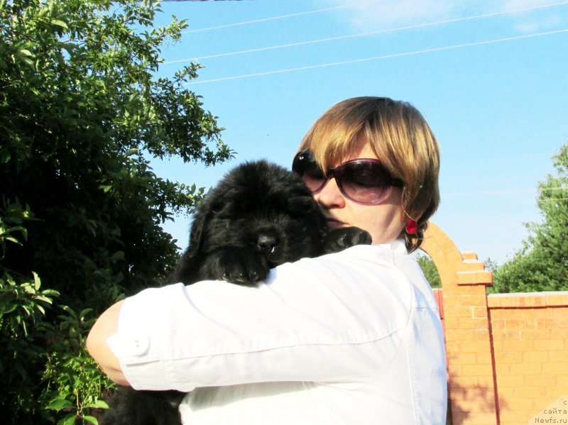 Фото: ньюфаундленд Акватория Келвин Заския, ньюфаундленд Акватория Келвин Фэйс Контрол (Aquatoriya Kelvin Fase Control)