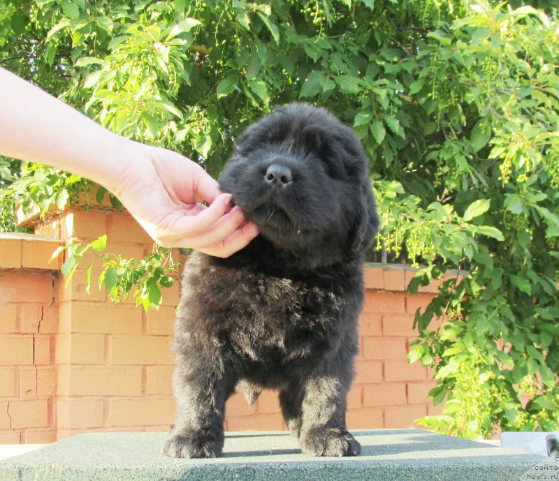 Фото: ньюфаундленд Акватория Келвин Заския, ньюфаундленд Акватория Келвин Фэйс Контрол (Aquatoriya Kelvin Fase Control)