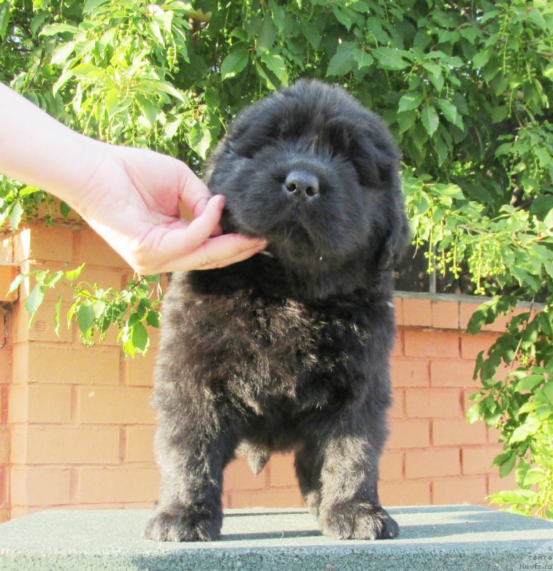 Фото: ньюфаундленд Акватория Келвин Заския, ньюфаундленд Акватория Келвин Фэйс Контрол (Aquatoriya Kelvin Fase Control)