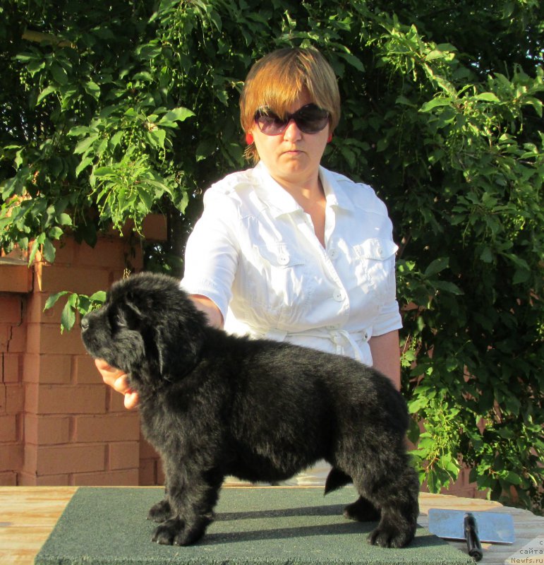 Фото: ньюфаундленд Акватория Келвин Заския, ньюфаундленд Акватория Келвин Фэйс Контрол (Aquatoriya Kelvin Fase Control)