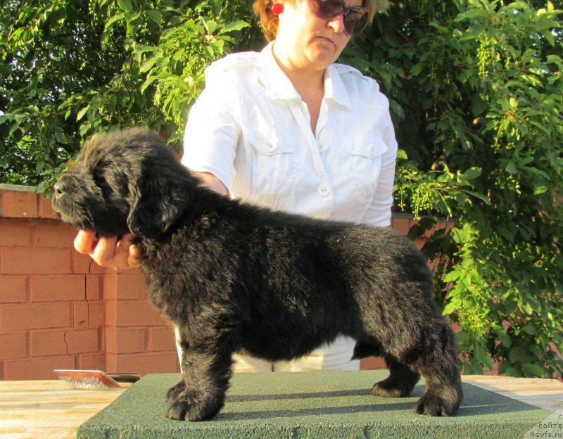 Фото: ньюфаундленд Акватория Келвин Заския, ньюфаундленд Акватория Келвин Фэйс Контрол (Aquatoriya Kelvin Fase Control)