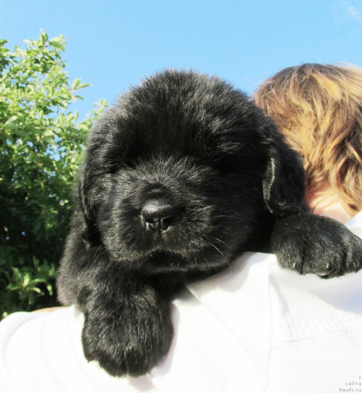 Фото: ньюфаундленд Акватория Келвин Заския, ньюфаундленд Акватория Келвин Фэйс Контрол (Aquatoriya Kelvin Fase Control)