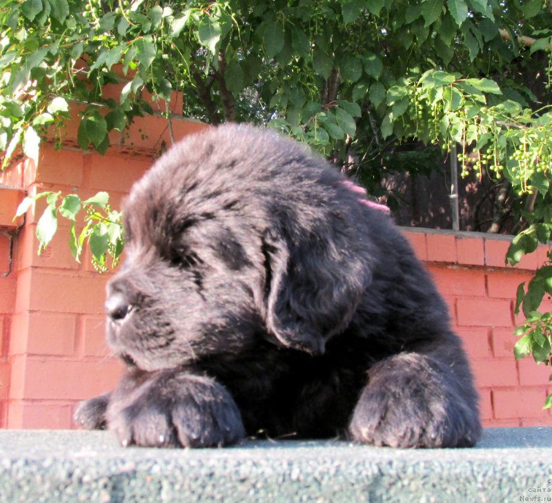 Фото: ньюфаундленд Акватория Келвин Заския, ньюфаундленд Акватория Келвин Фэйс Контрол (Aquatoriya Kelvin Fase Control)