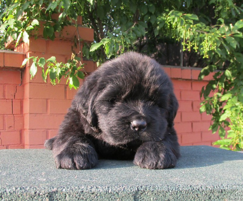 Фото: ньюфаундленд Акватория Келвин Заския, ньюфаундленд Акватория Келвин Фэйс Контрол (Aquatoriya Kelvin Fase Control)