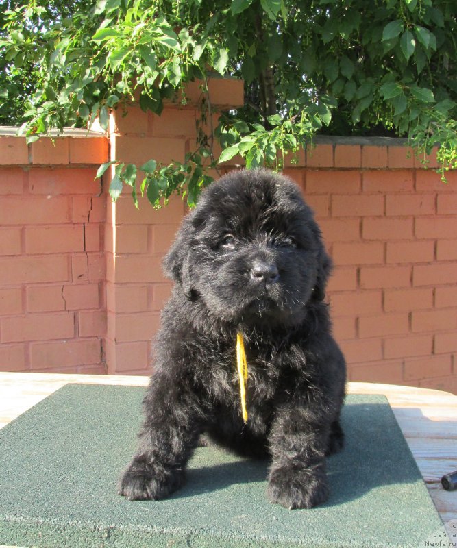 Фото: ньюфаундленд Акватория Келвин Заския, ньюфаундленд Акватория Келвин Фэйс Контрол (Aquatoriya Kelvin Fase Control)