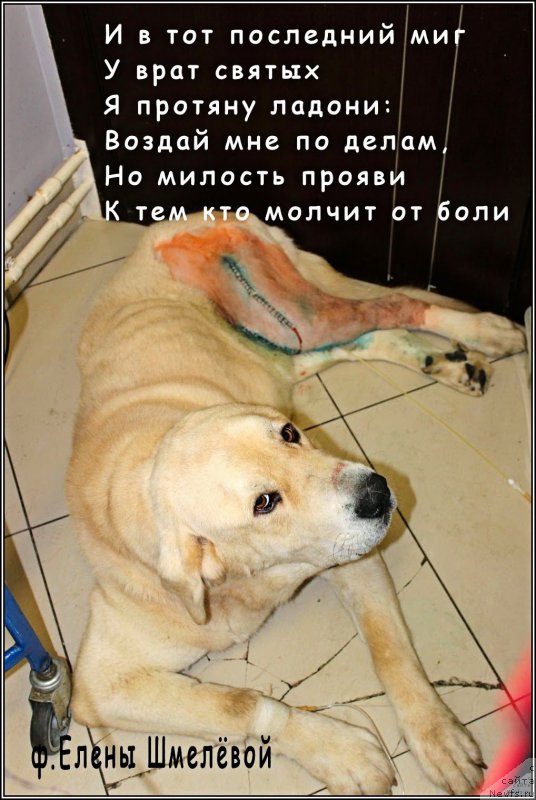 Фотография № 158446