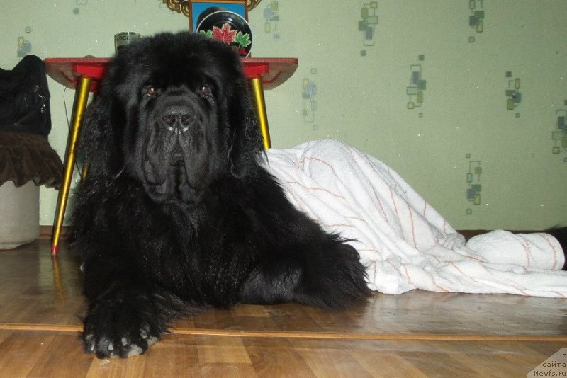 Фотография № 158454