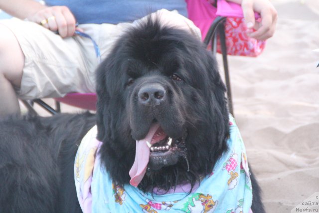 Фото: ньюфаундленд Клаус Блэк