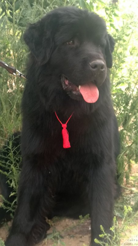 Фото: ньюфаундленд Талисман Моря Маркиза Ангелов