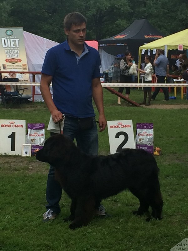 Фото: ньюфаундленд Это Счастье с Берега Дона (Eto Schast'e s Berega Dona), ньюфаундленд Это Счастье с Берега Дона (Eto Schast'e s Berega Dona)