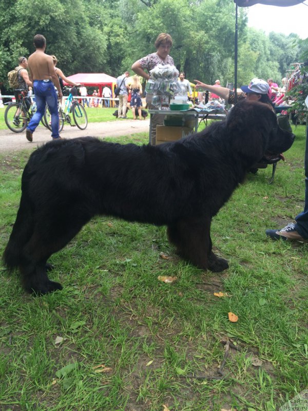 Фото: ньюфаундленд Это Счастье с Берега Дона (Eto Schast'e s Berega Dona)