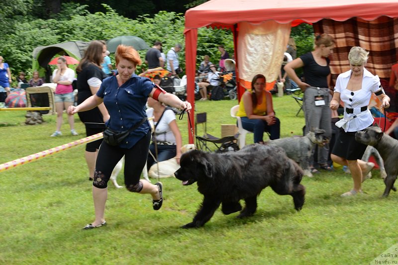 Фото: ньюфаундленд Лунная Соната Для Елены Гранд Бэби