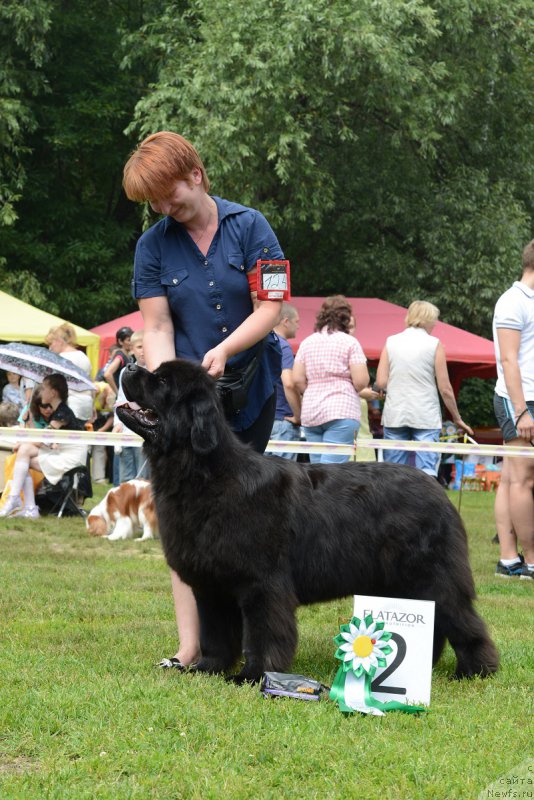 Фото: ньюфаундленд Лунная Соната Для Елены Гранд Бэби