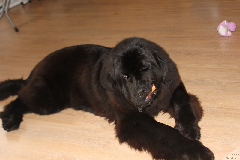 Фотография № 158515