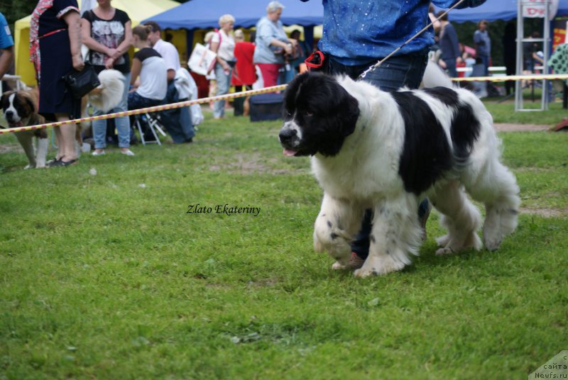 Фото: ньюфаундленд Сент Джонс Валентине'с Дей (Sent Djons Valentine’s Day)