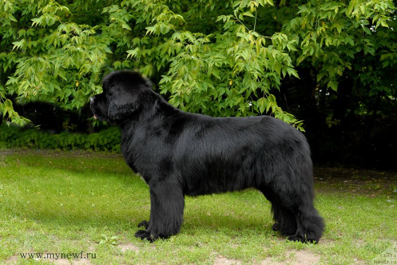 Фото: ньюфаундленд Сент Джонс Форрест Гамп (Sent Djons Forrest Gump)