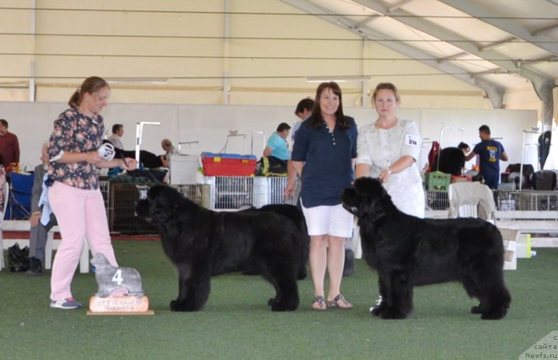 Фото: ньюфаундленд I'm Royal Iris Midnight Bear, Ольга Заливако