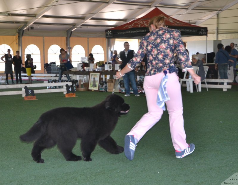 Фото: She's Father's Favourite Midnight Bear, Анастасия Заливако