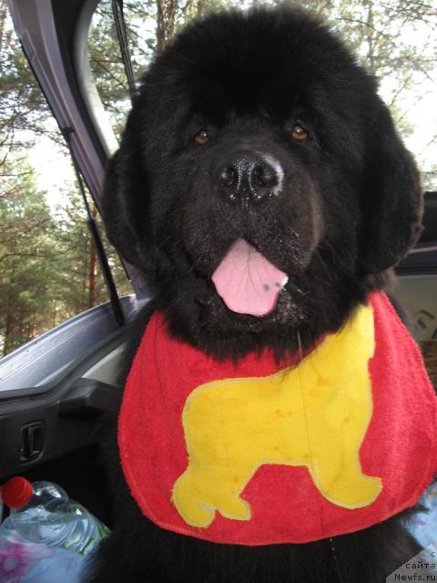 Фото: ньюфаундленд Данс Мемори Фьюджан Риф