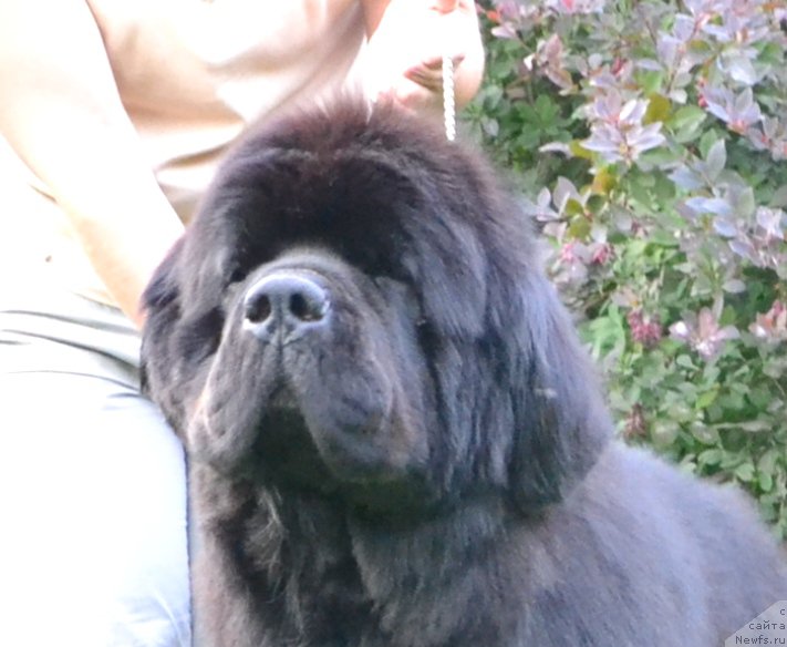 Фото: ньюфаундленд Likefather Like Son Midnight Bear