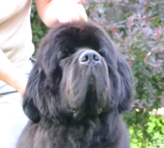 Фото: ньюфаундленд Likefather Like Son Midnight Bear