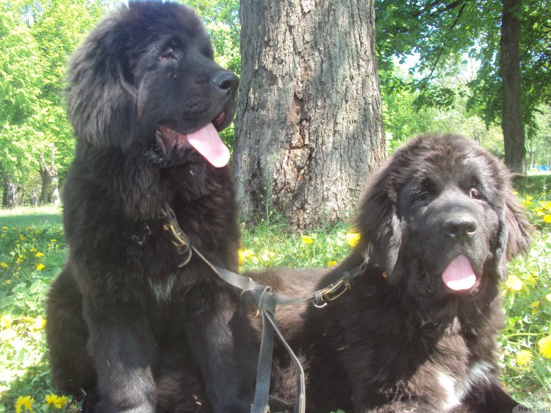 Фото: ньюфаундленд Big Sky Bear Brezza Di Mare, ньюфаундленд Big Sky Bear Biancaneve