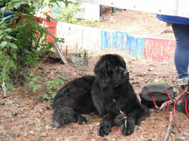 Фотография № 158611