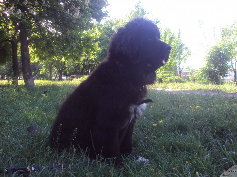 Фото: ньюфаундленд Big Sky Bear Biancaneve