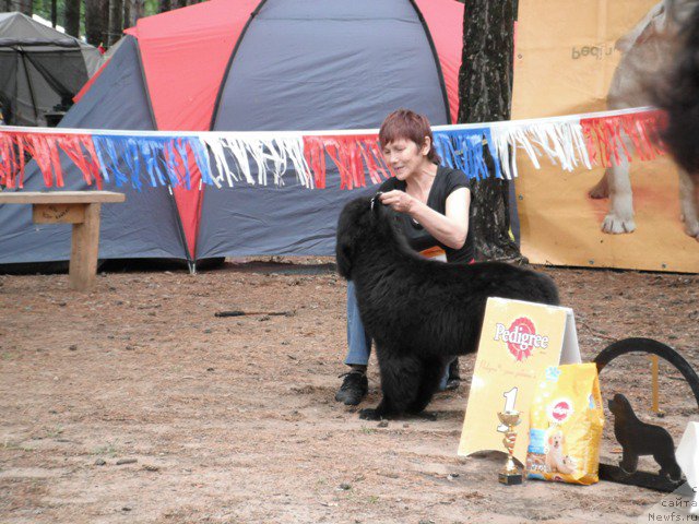 Фото: ньюфаундленд Блэк Диамонд Агидель от Потапа Чарлиза