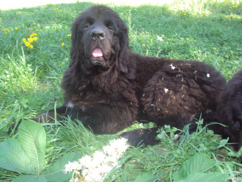 Фото: ньюфаундленд Big Sky Bear Biancaneve