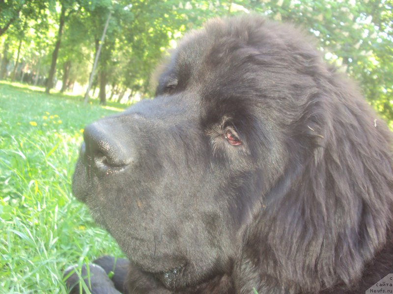 Фото: ньюфаундленд Big Sky Bear Biancaneve