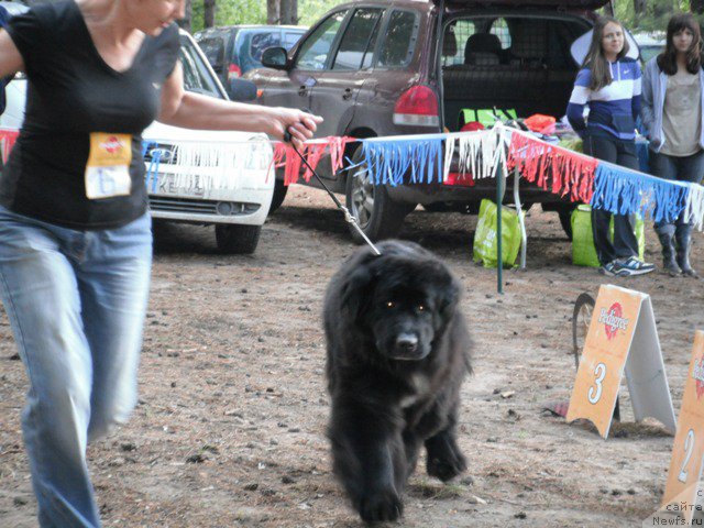 Фото: Блэк Диамонд Агидель от Потапа Мерилин (Black Diamond Agidel ot Potapa Merilin)