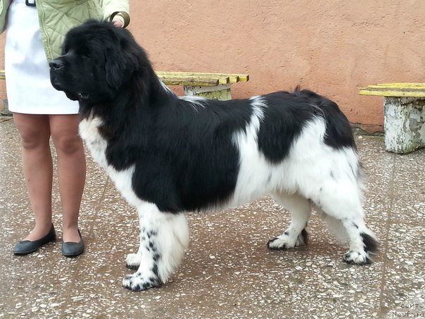 Фото: ньюфаундленд Плюшевая Панда Ферреро Ронд Нуар (Plushevaya Panda Ferrero Rond Noir)