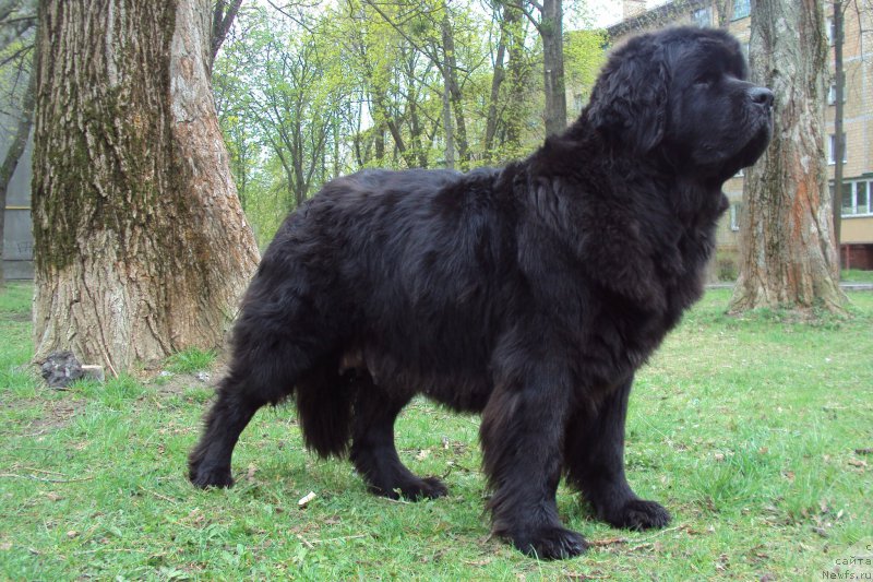Фото: ньюфаундленд Черешенка Большой Малыш (Chereshenka Bolshoj Malysh)