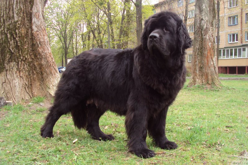Фото: ньюфаундленд Черешенка Большой Малыш (Chereshenka Bolshoj Malysh)