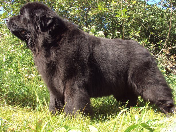 Фото: ньюфаундленд Миранда (Miranda)