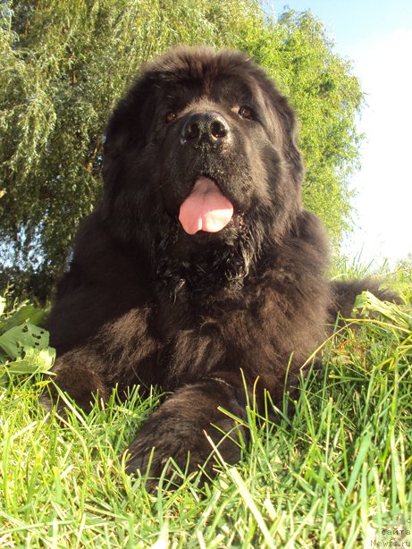 Фото: ньюфаундленд Миранда (Miranda)