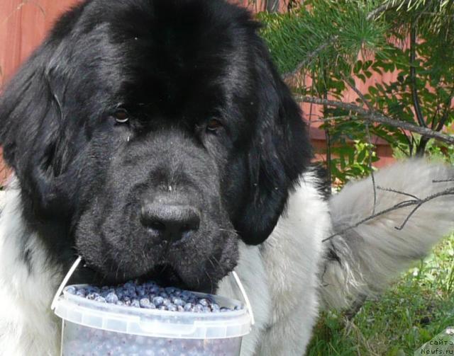 Фотография № 15871