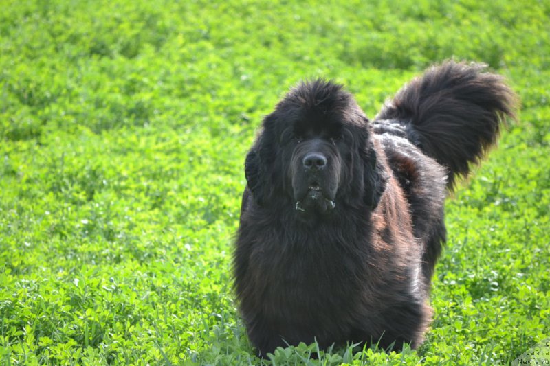 Фотография № 158746