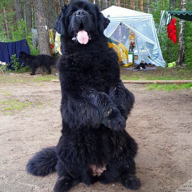 Фото: ньюфаундленд Их Высочество Владлена Маджикс