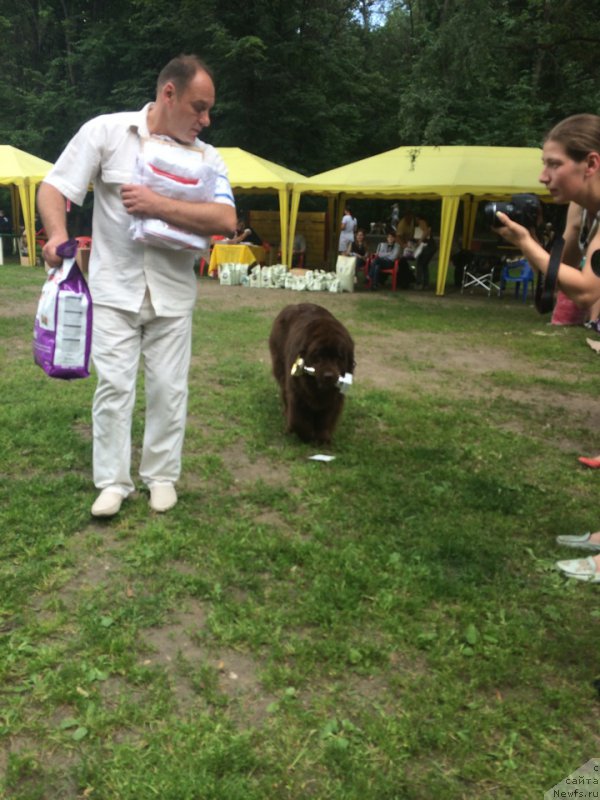 Фото: ньюфаундленд Очаровашка с Берега Дона (Ocharovashka s Berega Dona)