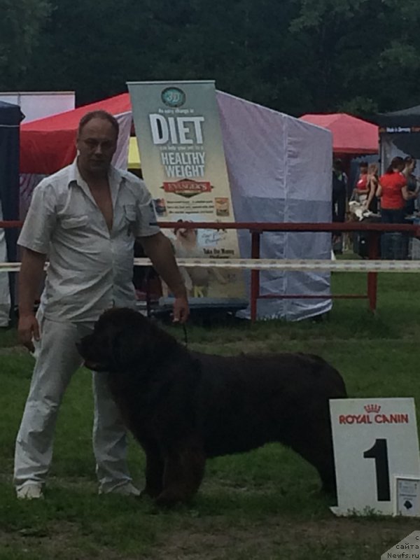 Фото: ньюфаундленд Очаровашка с Берега Дона (Ocharovashka s Berega Dona)