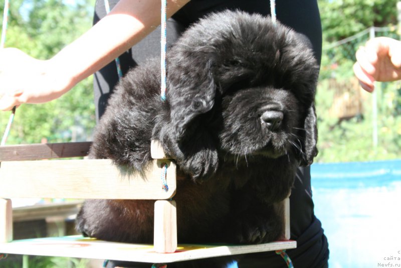 Фото: ньюфаундленд Черная Мафия Шорт анд Свеет (Chernaya Mafia Short and Sweet)