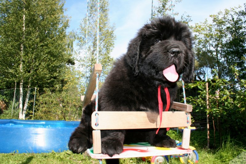 Фото: ньюфаундленд Черная Мафия Шорт анд Свеет (Chernaya Mafia Short and Sweet)