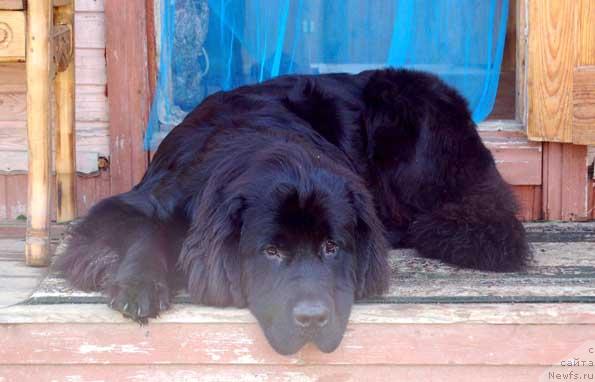 Фото: ньюфаундленд Сент Джонс Орфей