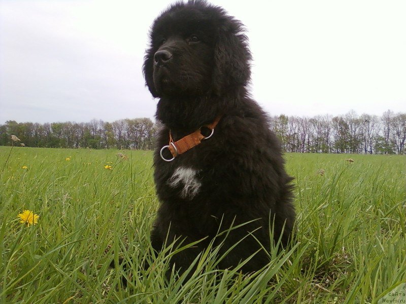 Фото: ньюфаундленд Unusual Friend Nuo Ozo Kalvu