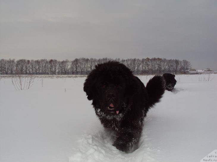 Фото: ньюфаундленд Unusual Friend Nuo Ozo Kalvu