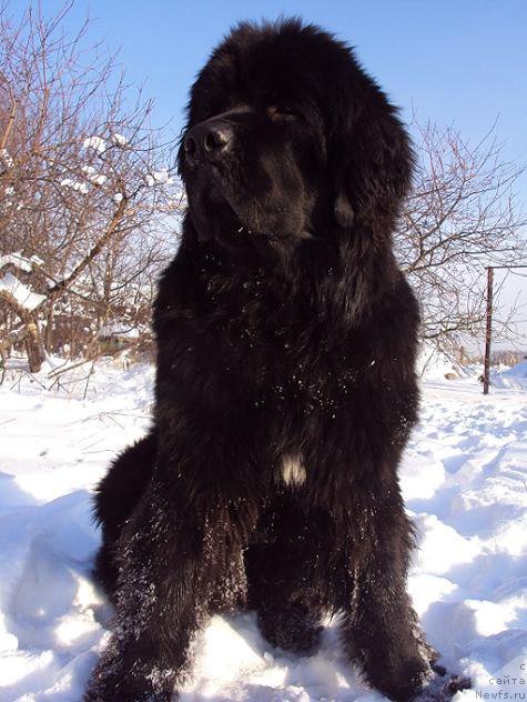 Фото: ньюфаундленд Unusual Friend Nuo Ozo Kalvu