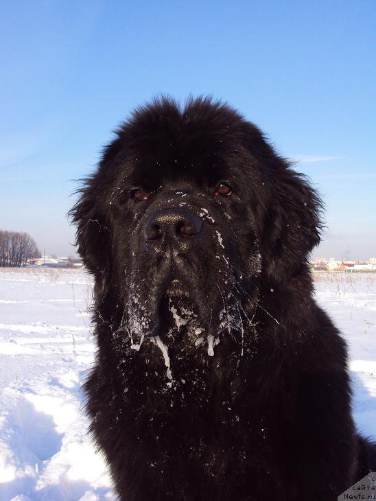 Фото: ньюфаундленд Unusual Friend Nuo Ozo Kalvu