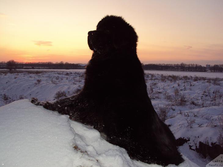 Фото: ньюфаундленд Unusual Friend Nuo Ozo Kalvu